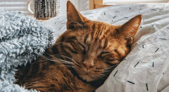 quel-chat-choisir