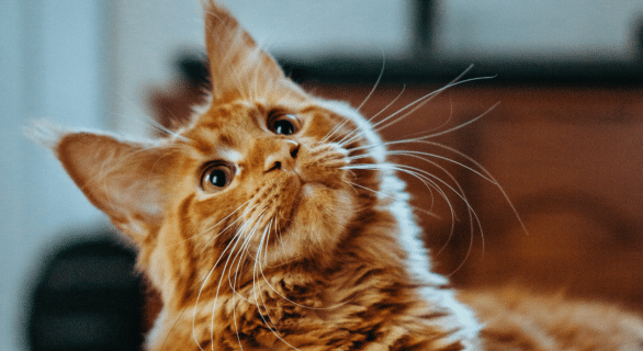allergie-chat