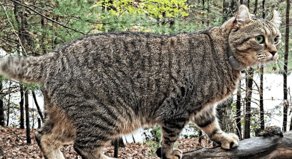 highland-lynx