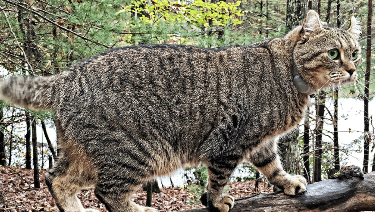 highland-lynx