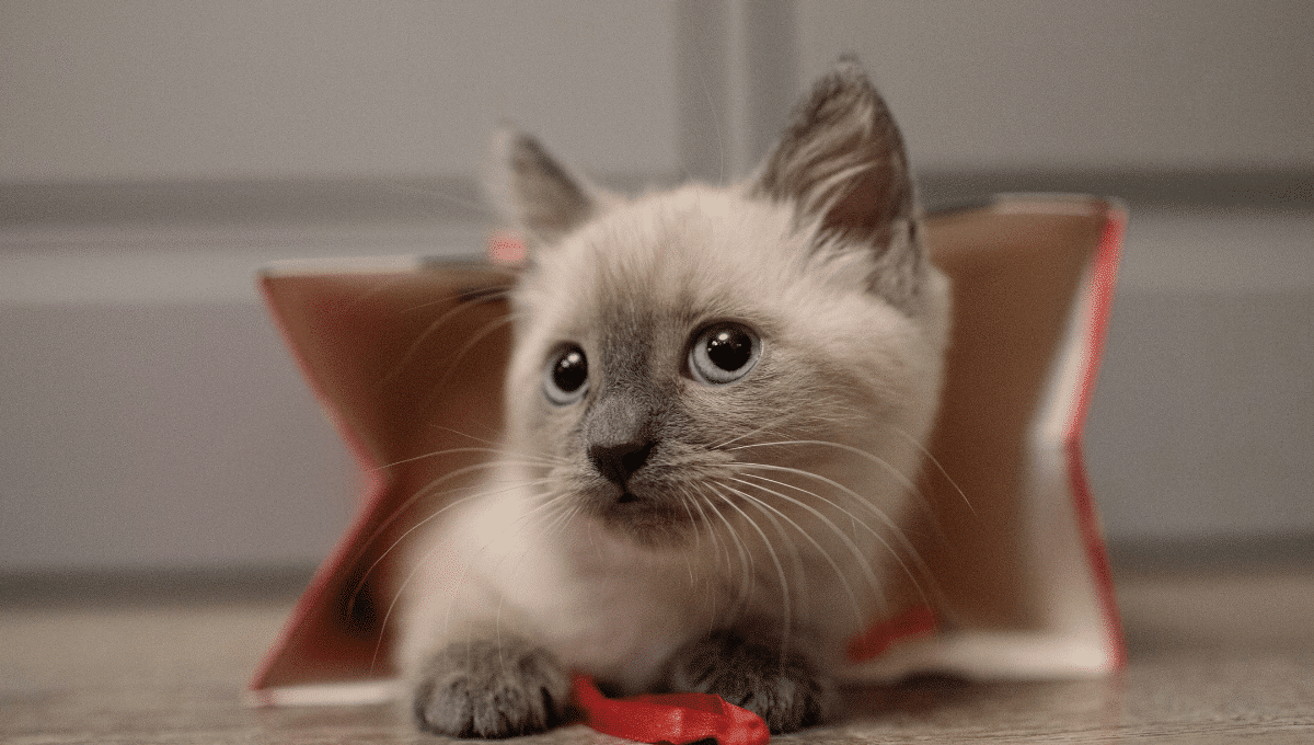 diabete-chez-le-chat