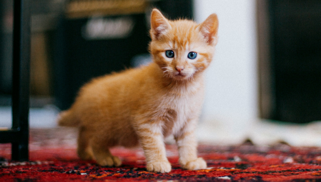 quel-chaton-est-fait-pour-vous