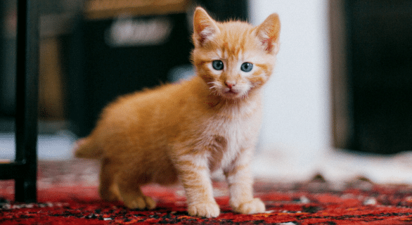 quel-chaton-est-fait-pour-vous