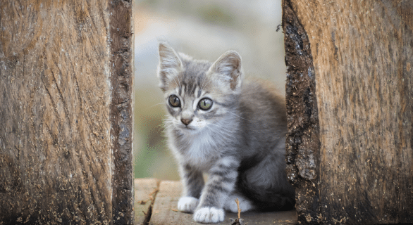 budget-a-prevoir-pour-un-chat