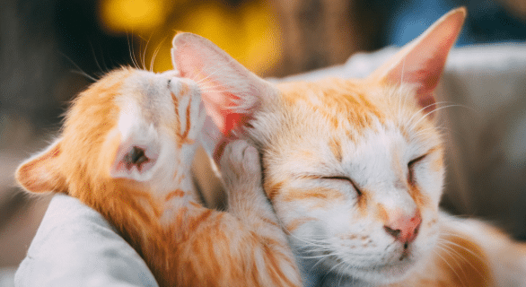 reconnaitre-un-chaton-en-bonne-santé