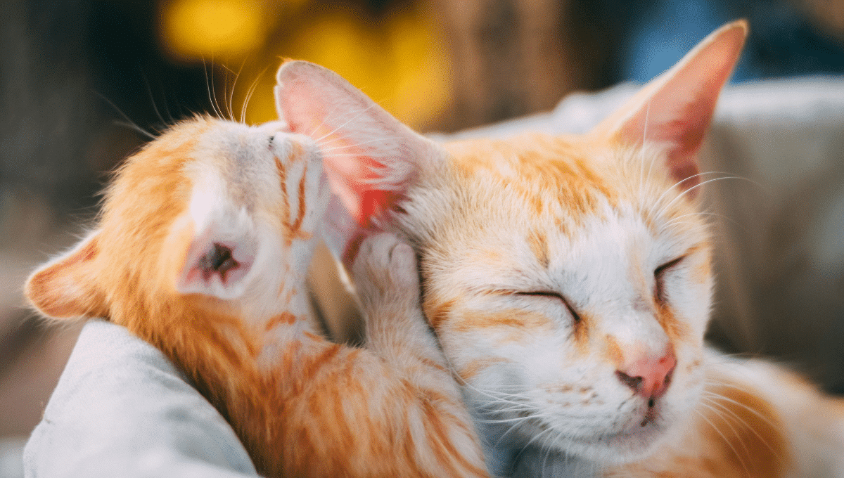 reconnaitre-un-chaton-en-bonne-santé