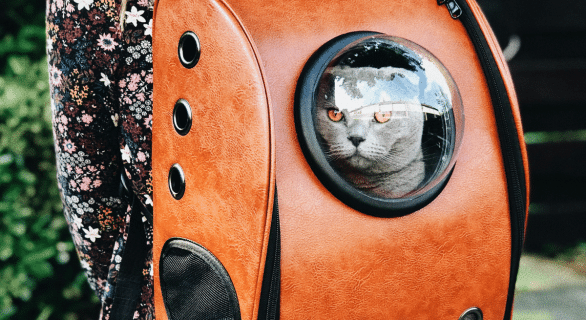 chat-pour-voyager