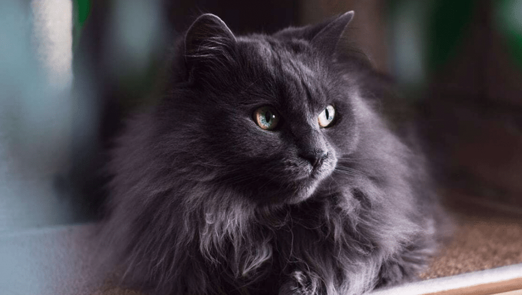 TEMPLATE_CHATON (20)