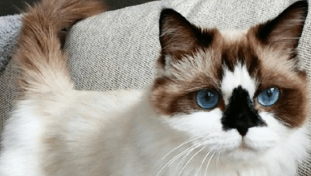 chat-qui-reste-petit