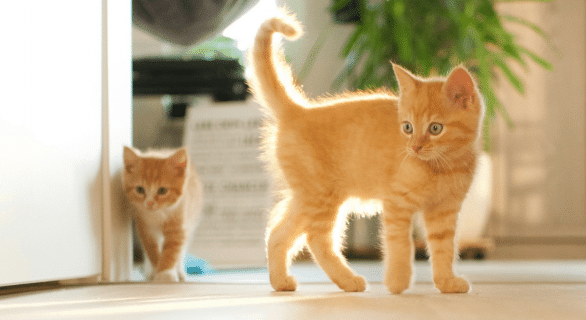 adopter-chat-ou-chaton