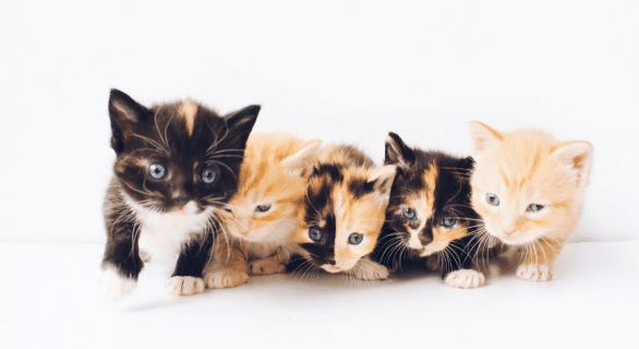 adopter-chat-ou-chaton