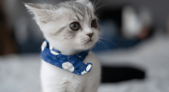 savoir-l-age-de-mon-chaton