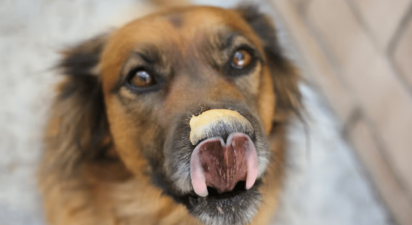 chien-et-beurre-de-cacahuète