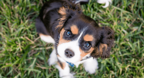 Le-microbiome-intestinal-chez-le-chien