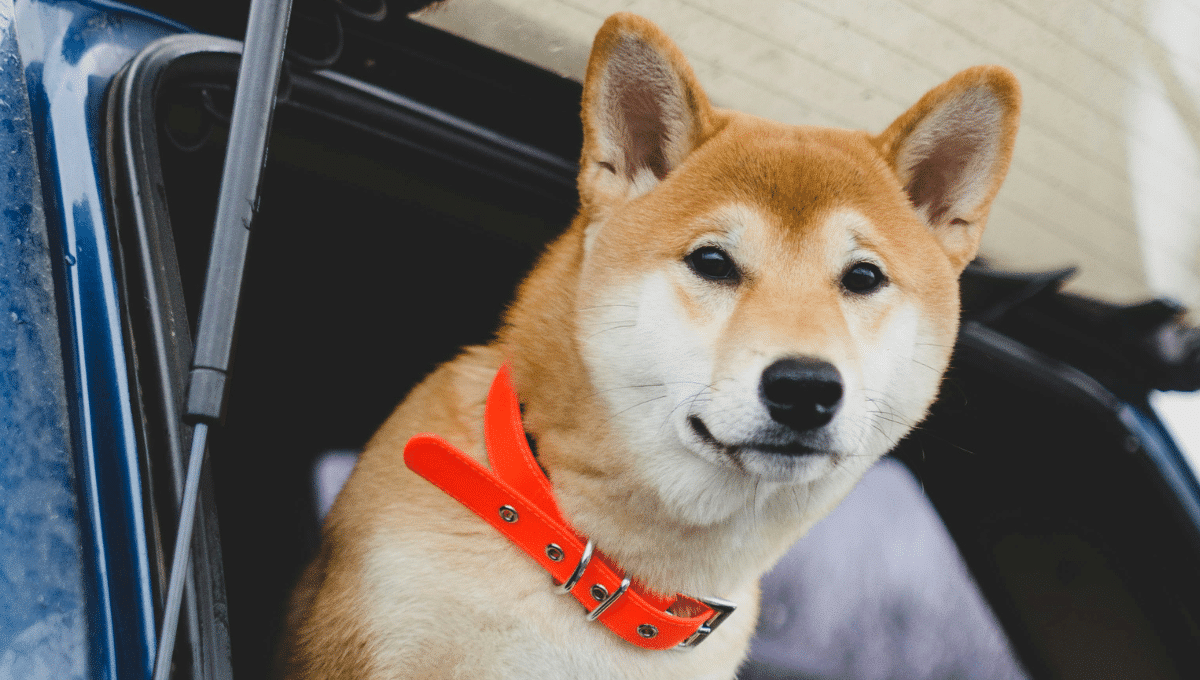 cout-chien