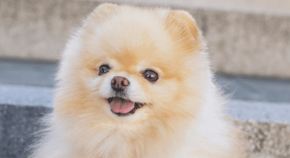 chien-bienfait-seniors