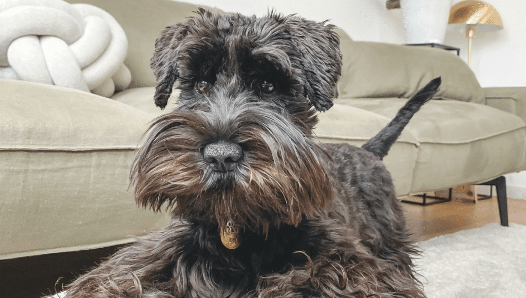 chien-appartement