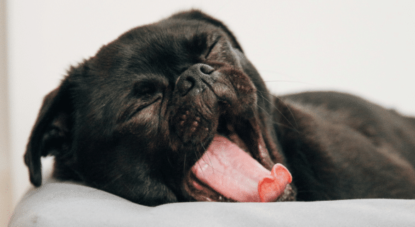 comment-convaincre-mes-parents-d'avoir-un-chien