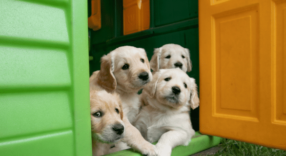 faire-une-portée-a-sa-chienne