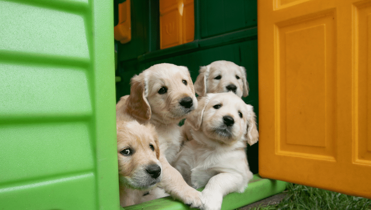 faire-une-portée-a-sa-chienne