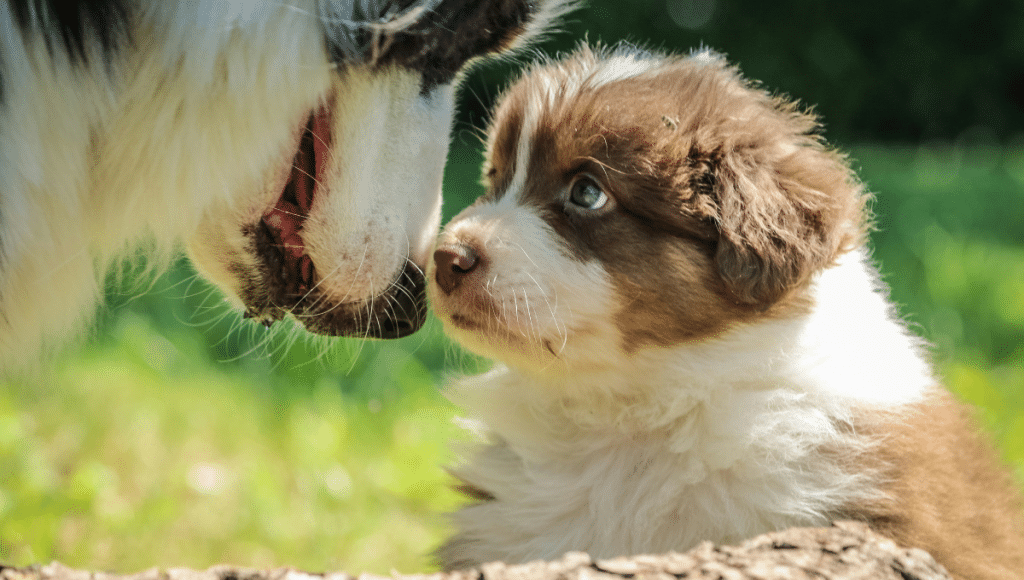 portee-de-chiots portee-de-chiots