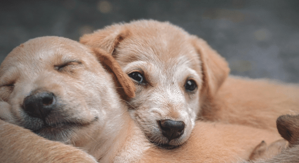 adoption-ou-achat-chien