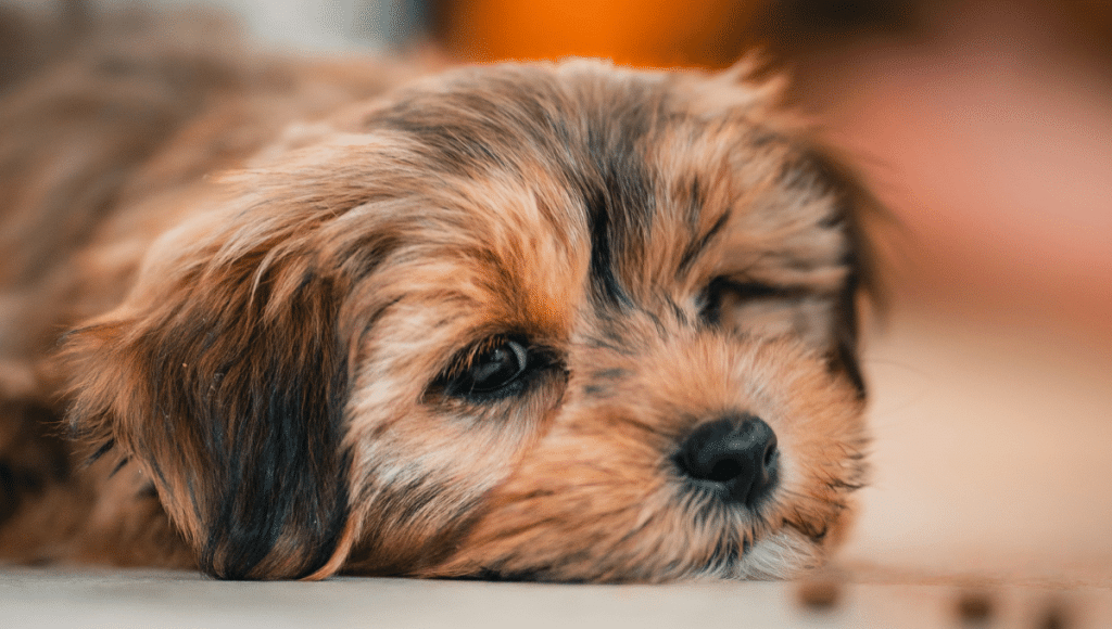 TEMPLATE_CHIOT (2)