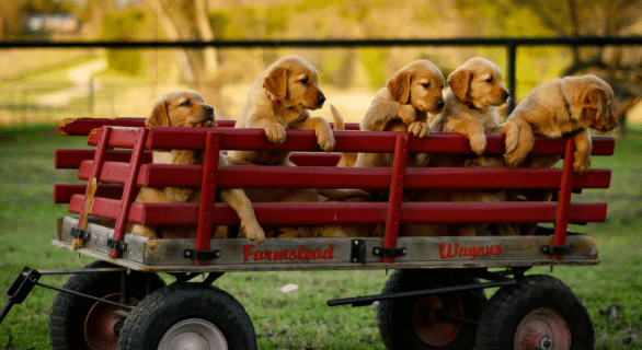 portee-de-chiots