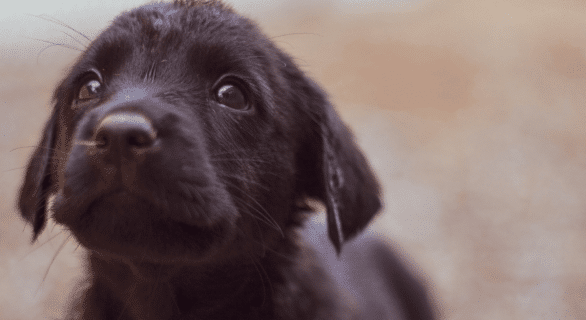 chiot-male-ou-femelle