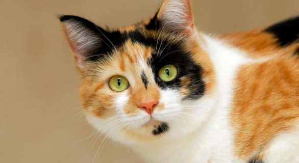 calico-torbie-tortie