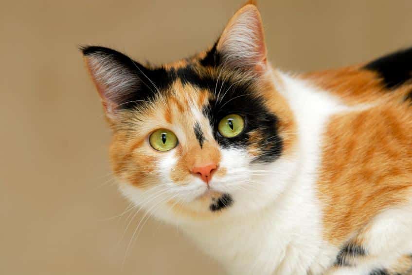 calico-torbie-tortie