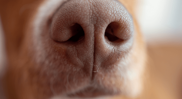 Truffe chaude chien