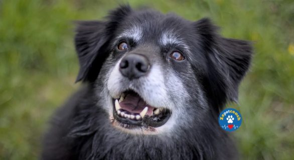Cataracte chien