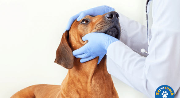 Glaucome chez le chien ou le chat
