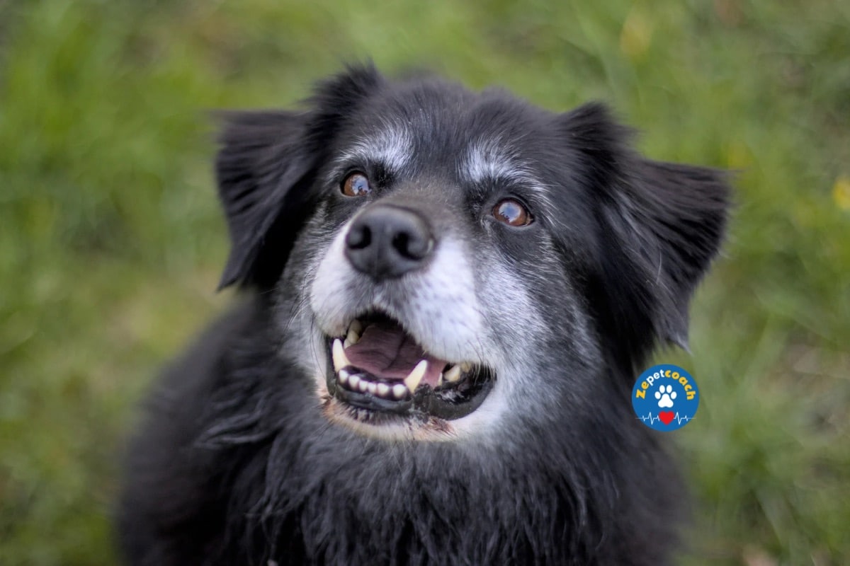 Cataracte chien