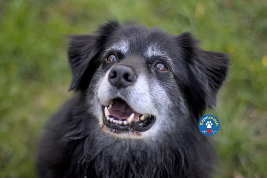 ulcère cornéen chien