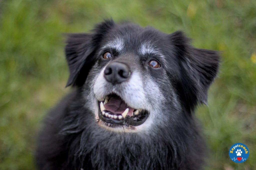 Cataracte chien 