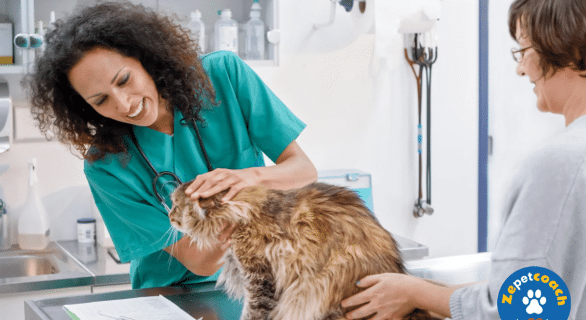 Uvéite chez le chat