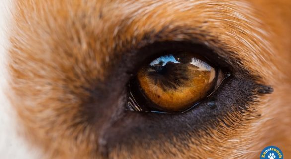 Conjonctivite chien