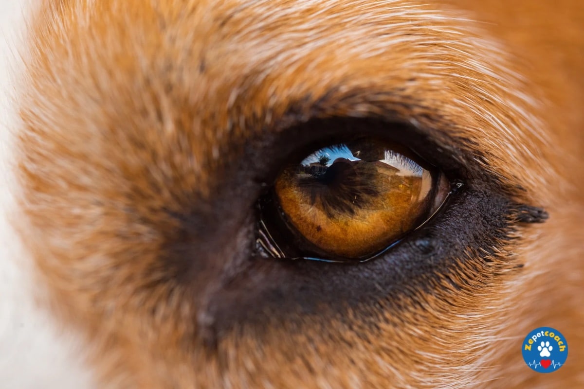 Conjonctivite chien