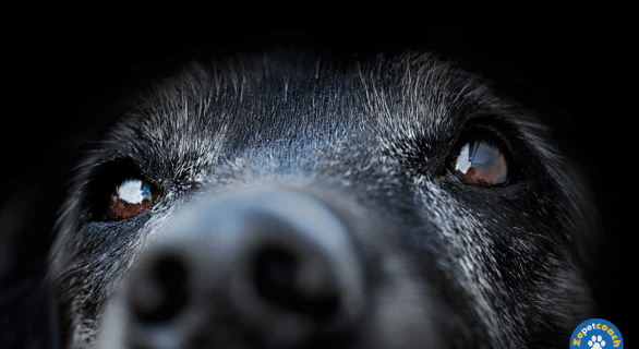 Kératoconjonctivite sèche chez le chien