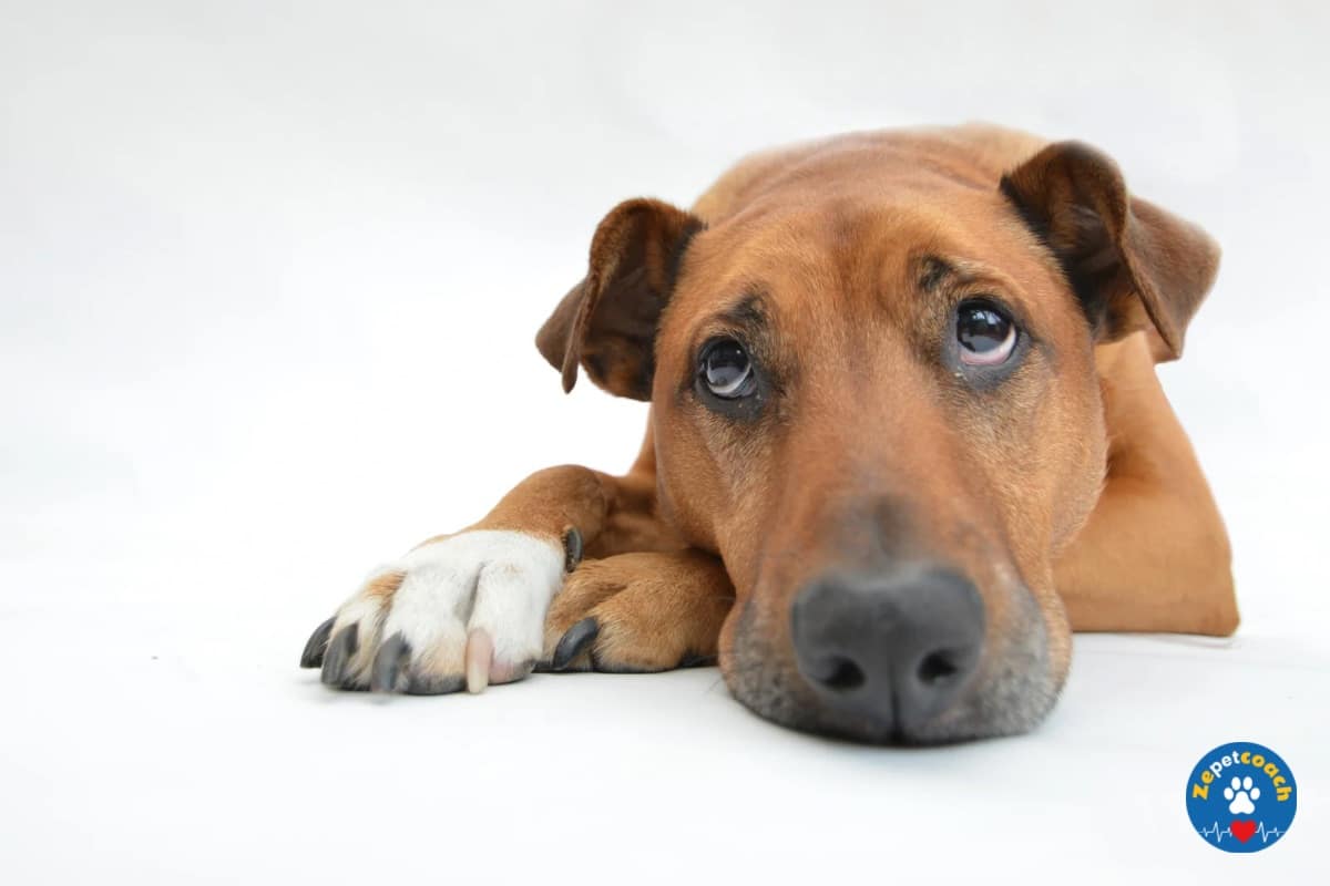 La gastro-entérite hémorragique chez le chien