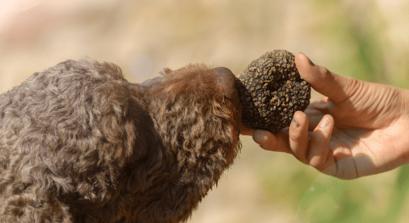 chien pour truffe