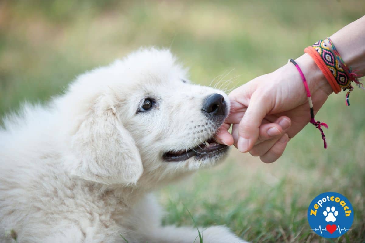 chiot qui mordille