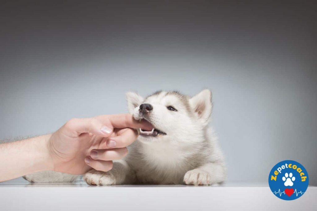 chiot qui mordille les doigts