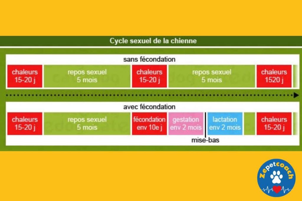 cycle de la chienne