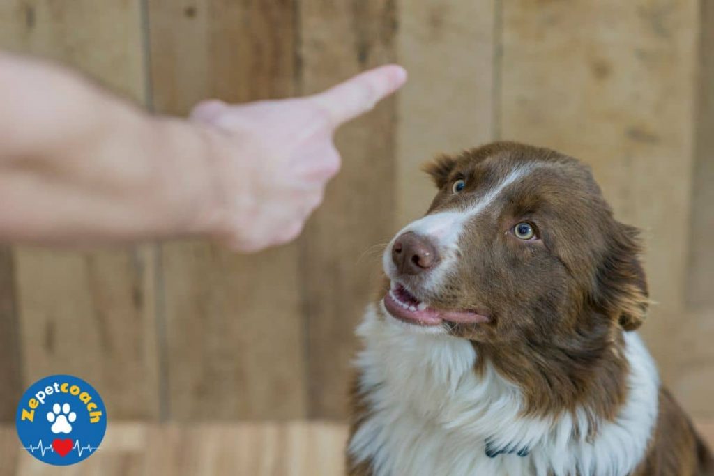 gronder son chien
