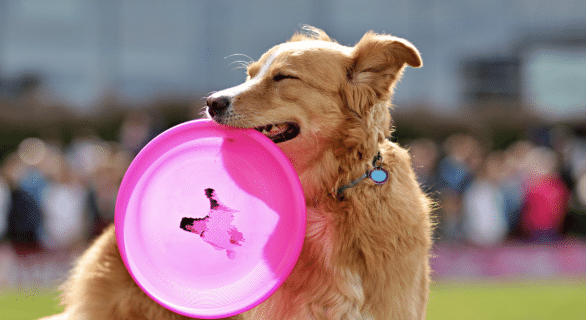 jeux pour chien