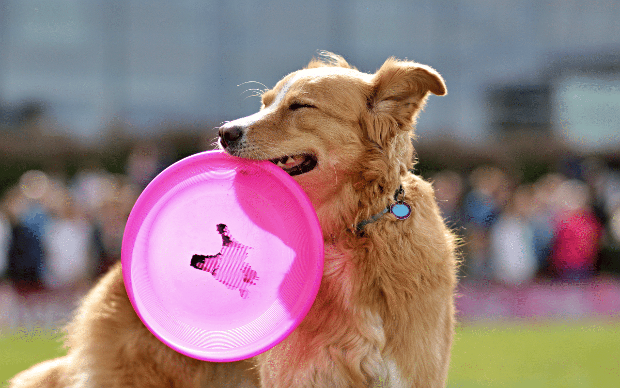 jeux pour chien