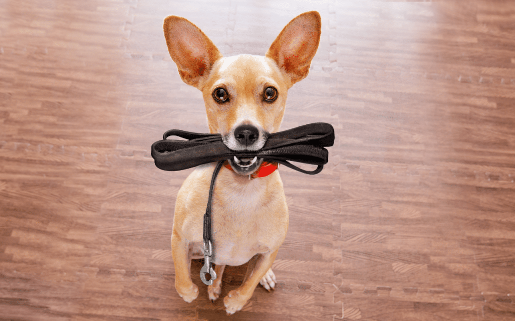 promener son chien sans laisse amende